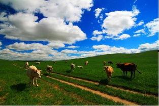 在草原上,自然与人文的交融画卷 第2张 在草原上,自然与人文的交融画卷 第2张