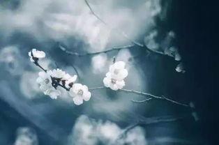 相思相望不相亲,缘浅情深的人生际遇  第2张