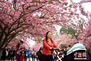 风临樱花开,浪漫时光里的诗意邂逅  第2张