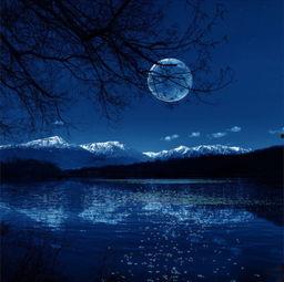 夜色缠枝,探寻都市光影中的诗意人生