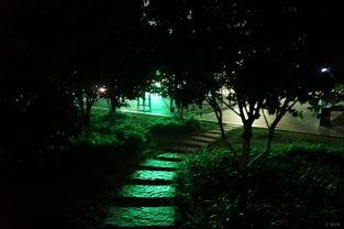 夜色缠枝,探寻都市光影中的诗意人生 第3张 夜色缠枝,探寻都市光影中的诗意人生 第3张